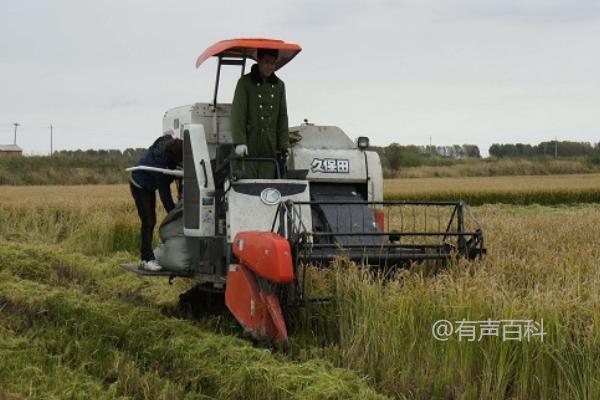 收割机为什么会出现漏粮现象，割台喂入量过大的原因分析及脱粒损失问题