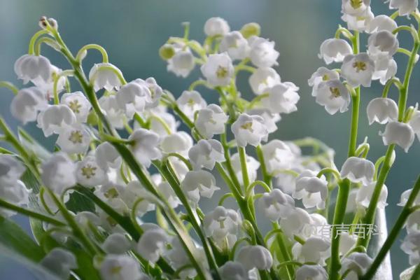 铃兰花的花语及寓意