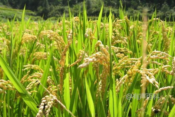 新粳伊2号水稻种子特性及全生长周期约155.5天