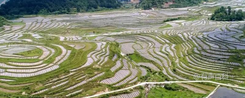 水田改为旱田，第一年适合种植什么作物？