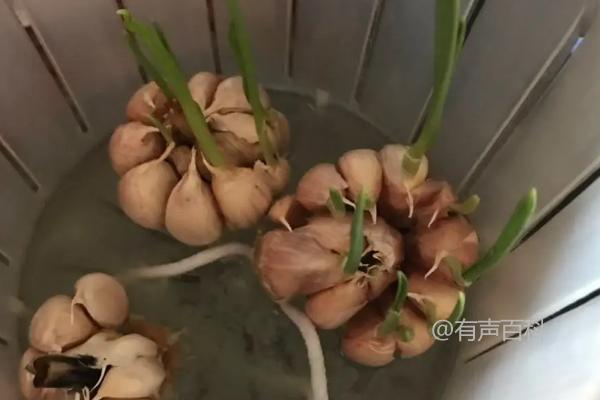 蒜苗1-7天的成长记录图表