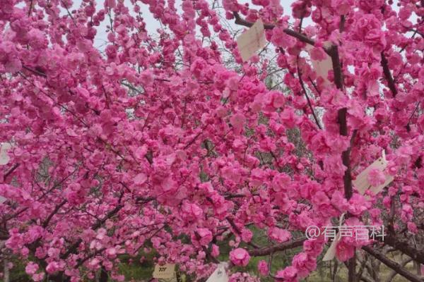 榆叶梅叶斑病的防治方法及早期预防喷施甲基托布津