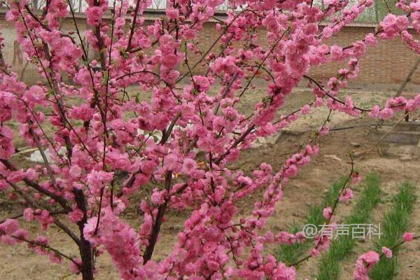 榆叶梅叶斑病的防治方法及早期预防喷施甲基托布津