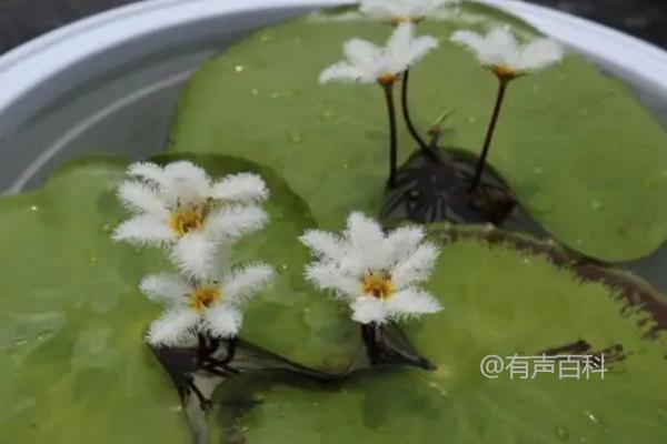 一叶莲是喜阳还是喜阴？属于喜阳水生植物