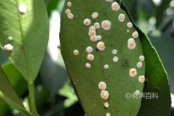 柑橘蚧壳虫的危害特征及其对枝梢、叶片和果实的影响