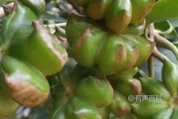 八角茴香种子多久才能收获？最快也须3-4年