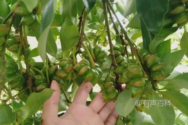 八角茴香种子多久才能收获？最快也须3-4年