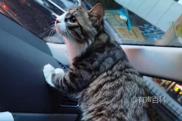 猫咪乘坐私家车的注意事项，行车中最好不要开窗