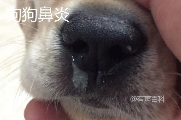 犬只鼻炎与感冒的不同症状