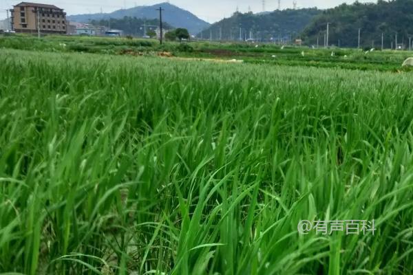 种植一亩茭白的成本及种植技术介绍