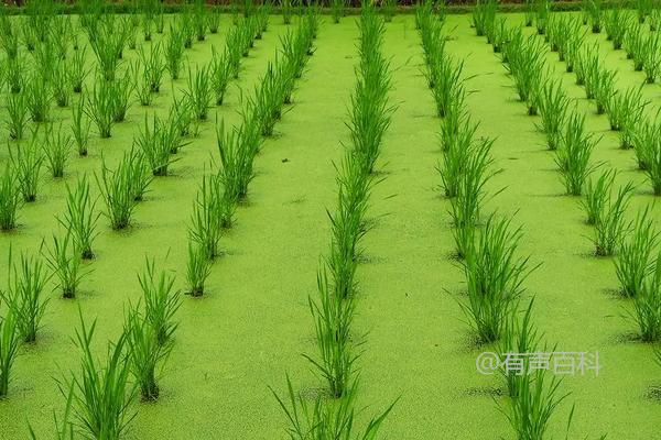 种植一亩茭白的成本及种植技术介绍