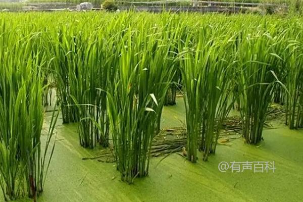 种植一亩茭白的成本及种植技术介绍