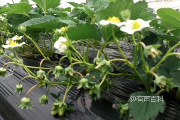 如何分化草莓花蕾：控制温度和光照时长是关键步骤