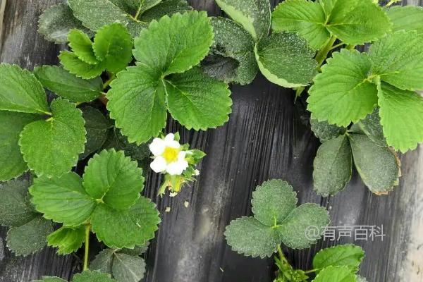 如何分化草莓花蕾：控制温度和光照时长是关键步骤