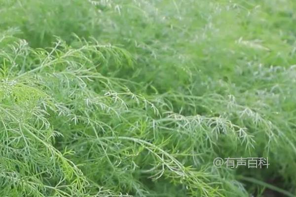 春季种植小茴香的最佳收获时间是5-6月份