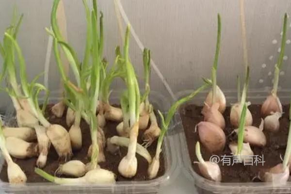 四季蒜苗的种植方法相对简单，下面是一些建议：

1. 土壤准备：选择肥沃、排水良好的土壤。在种植前，可以施加适量的有机肥料，以提供充足的营养。

2. 种植时间：四季蒜苗适合在春季和秋季种植。春季种植可在3月至4月进行，秋季种植可在9月至10月进行。

3. 播种方法：将蒜苗分成独立的瓣，然后将其插入土壤中，每个瓣之间保持一定的距离。通常，瓣的深度应为2-3厘米。

4. 管理措施：在蒜苗生长期间，要勤拔草，以确保蒜苗能够充分吸收养分和水分。同时，要避免过度浇水，以免导致根部烂根。

5. 施肥：在蒜苗生长旺期，可以适量施加有机肥料，以促进蒜苗的生长和发育。

希望这些信息对您有所帮助！如果您还有其他问题，请随时提问。