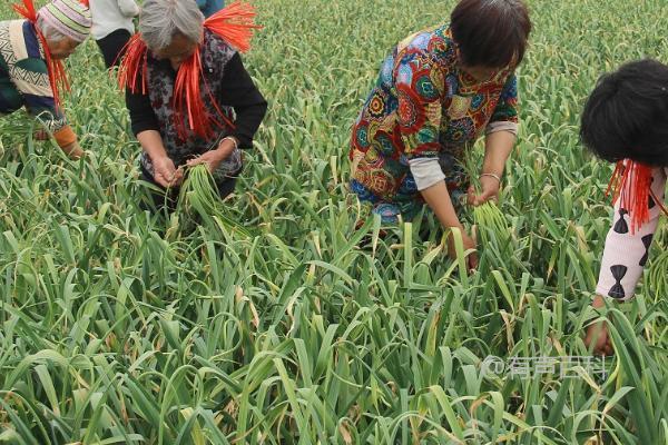 四季蒜苗的种植方法相对简单，下面是一些建议：

1. 土壤准备：选择肥沃、排水良好的土壤。在种植前，可以施加适量的有机肥料，以提供充足的营养。

2. 种植时间：四季蒜苗适合在春季和秋季种植。春季种植可在3月至4月进行，秋季种植可在9月至10月进行。

3. 播种方法：将蒜苗分成独立的瓣，然后将其插入土壤中，每个瓣之间保持一定的距离。通常，瓣的深度应为2-3厘米。

4. 管理措施：在蒜苗生长期间，要勤拔草，以确保蒜苗能够充分吸收养分和水分。同时，要避免过度浇水，以免导致根部烂根。

5. 施肥：在蒜苗生长旺期，可以适量施加有机肥料，以促进蒜苗的生长和发育。

希望这些信息对您有所帮助！如果您还有其他问题，请随时提问。