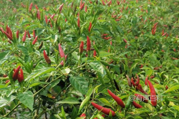 种植辣椒的最佳播种方法：直接撒播并覆盖营养土