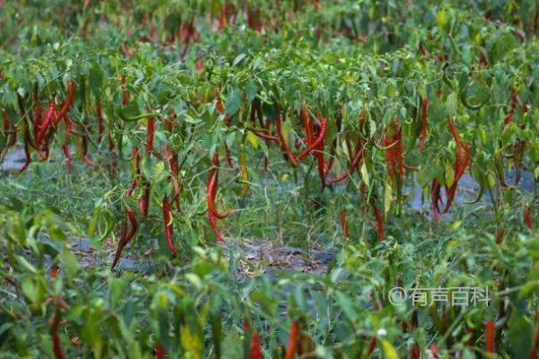 种植辣椒的最佳播种方法：直接撒播并覆盖营养土