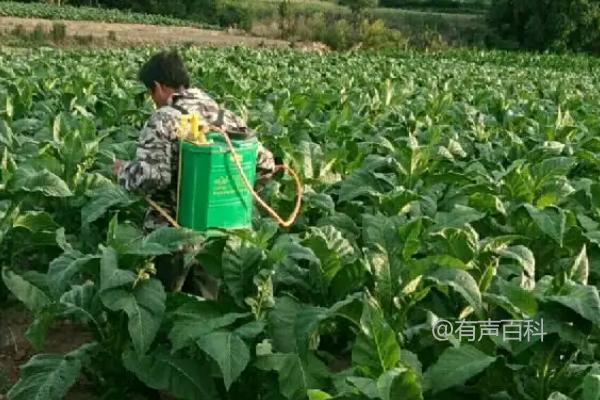 烟草种植中常用的农药为杀虫剂和除草剂.