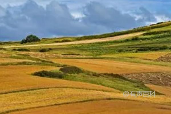 不适合盖地膜的五类田地，使用不当会适得其反