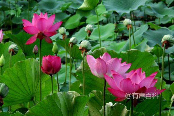 荷花的开花时间和开花条件是什么？