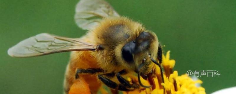 蜂群分蜂技术及操作原理