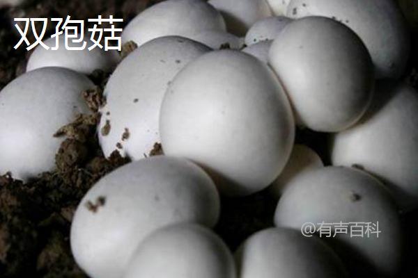 口蘑是双孢菇吗？该如何辨别口蘑和双孢菇的区别？