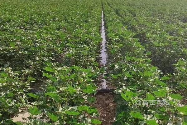 棉花过量使用氮肥的危害：植株徒长、易患病害