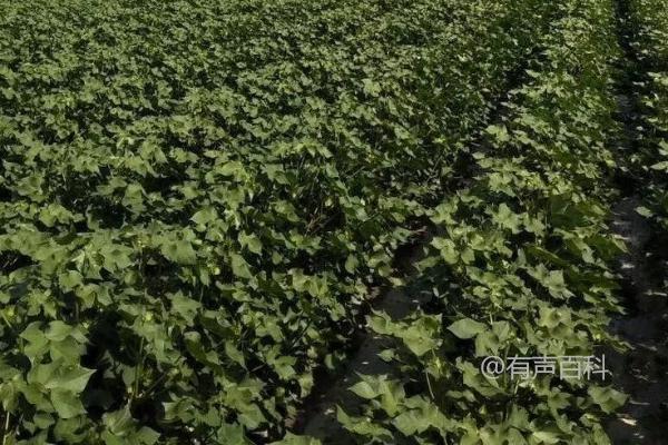 棉花过量使用氮肥的危害：植株徒长、易患病害