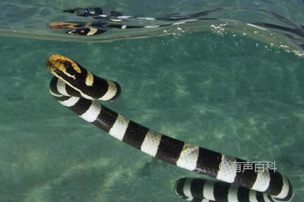 海蛇能在陆地上生存吗？海蛇只能生活在水中，无法在陆地上生存