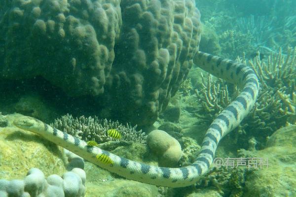 海蛇能在陆地上生存吗？海蛇只能生活在水中，无法在陆地上生存