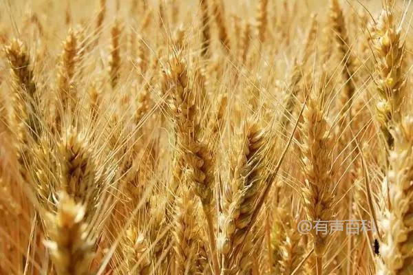 小麦种植时间表：农民必知，最晚何时播种合适？