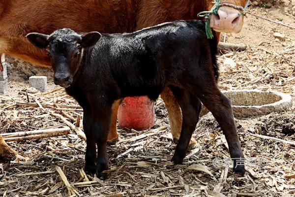 牛犊拉灰色稀便治疗方法：抗菌、补液、调节胃肠肌能等措施