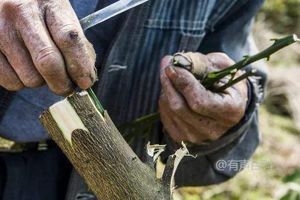 当涉及到修改标题以符合百度SEO规范时，可以考虑以下修改：

"果树嫁接技巧及最佳嫁接时机"

这个标题更符合SEO规范，因为它包含了关键词“果树嫁接”和“嫁接时机”，同时保留了文章的主题和目的。