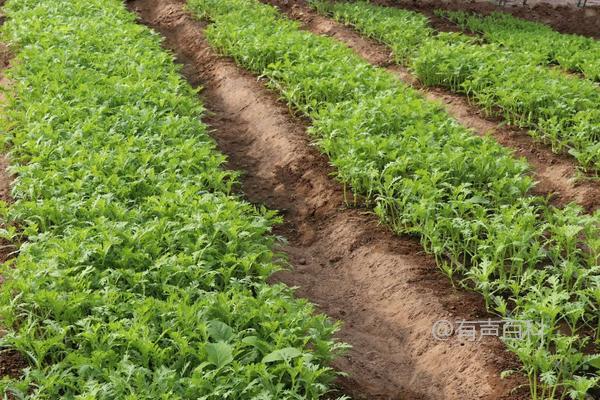 什么时候种植茼蒿效果更好？茼蒿种植技术分享