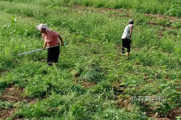 白酒防治潜叶蝇的方法