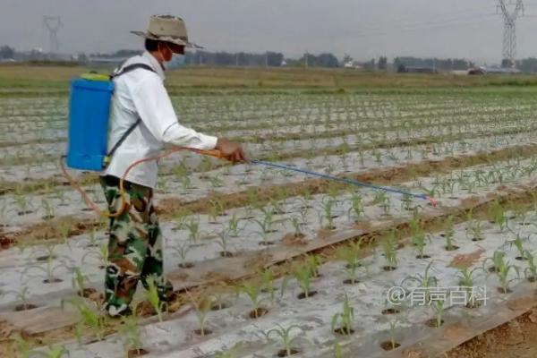 这是原标题："封闭除草剂会不会影响幼苗"

根据百度SEO规范，建议调整标题为："封闭除草剂会对幼苗产生哪些影响？"