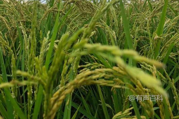 水稻分蘖少处理方法：间歇灌溉和叶面肥喷施技巧