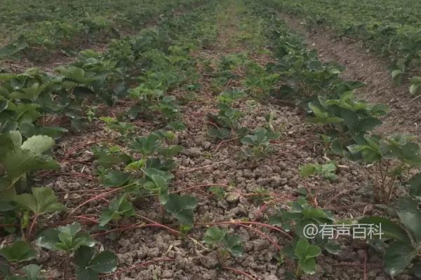 多施用氮肥会对植物产生什么影响？