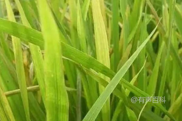 优质636水稻种子介绍，每亩种植基本苗数量达5万以上