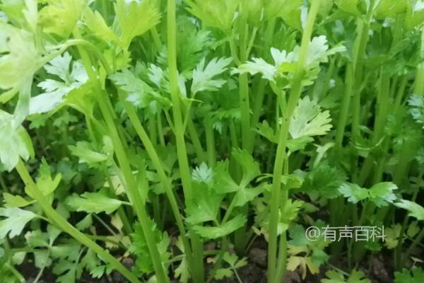 露天芹菜适合在几月份种植？