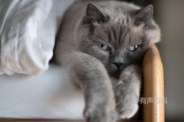 猫咪乳腺增生的原因及内分泌紊乱对其影响