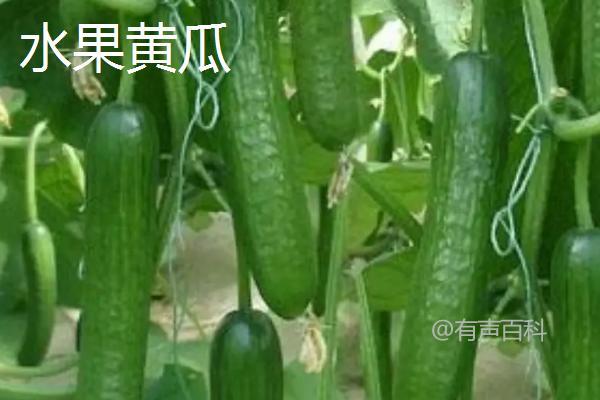 荷兰12号黄瓜的特点及抗病能力