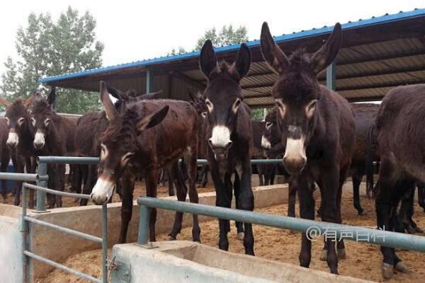 现在养殖什么好？根据市场和实际情况选择