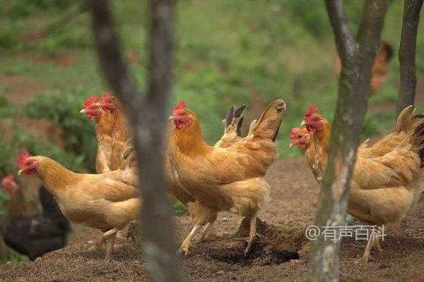 现在养殖什么好？根据市场和实际情况选择