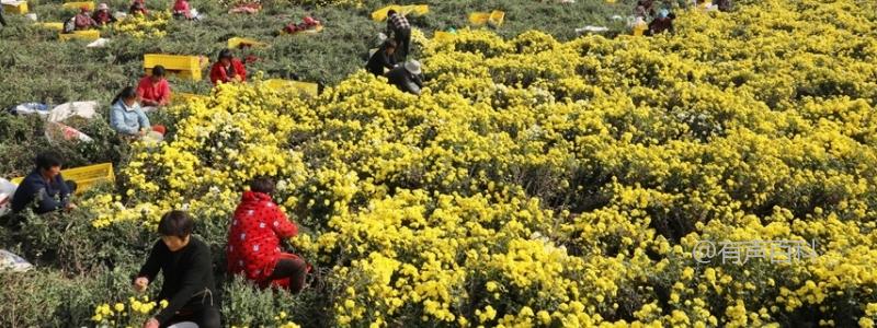 河南地区适合种植哪些作物？这五种药材有良好