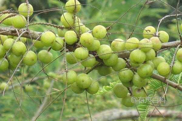 温暖湿润地区适合种植余甘果的种植技术