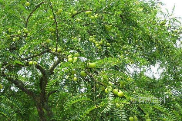 温暖湿润地区适合种植余甘果的种植技术