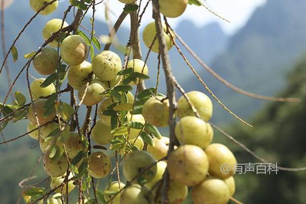 温暖湿润地区适合种植余甘果的种植技术